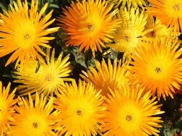 Yellow Ice Plant - Flat