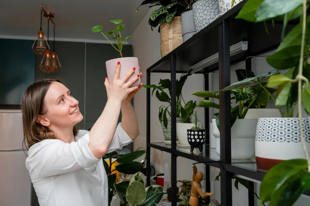 7 Signs Your Plant is Unhappy (and How to Fix It)