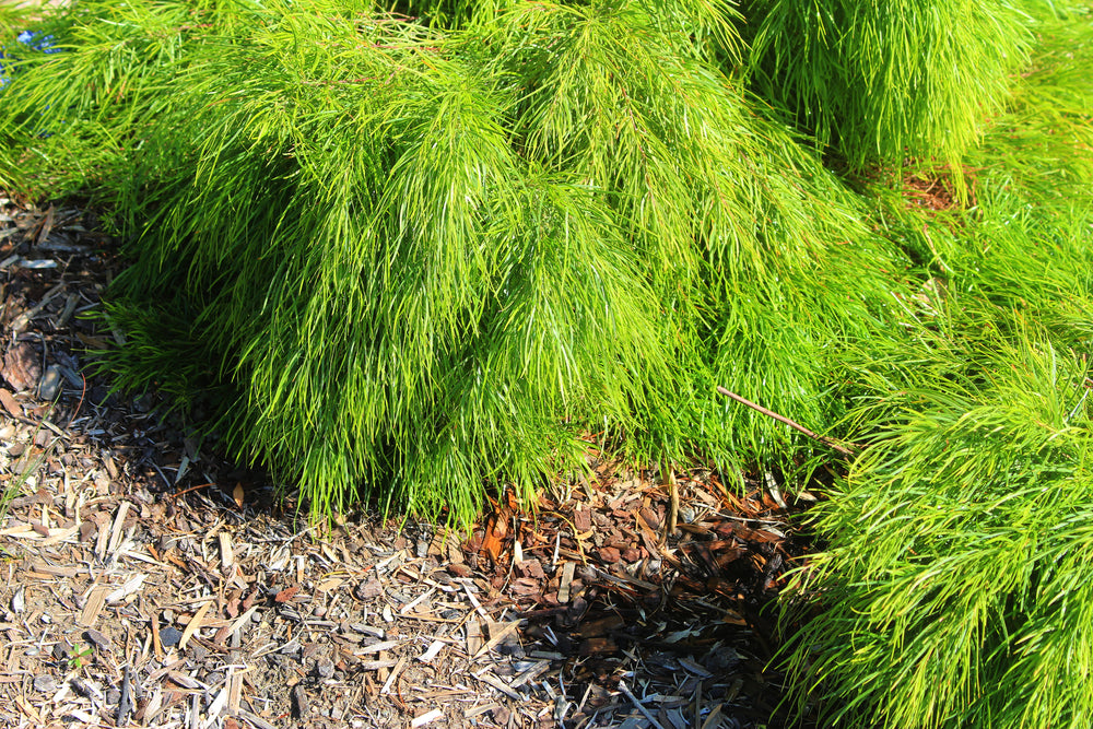 Acacia Cousin Itt - 5 Gallon