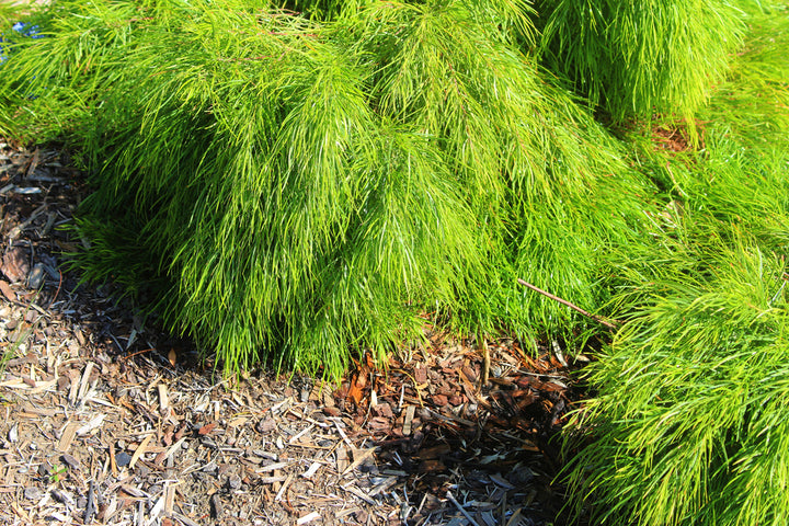 Acacia Cousin Itt - 5 Gallon