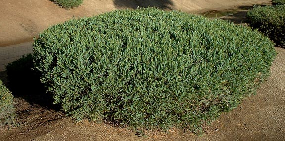 Acacia redolens - 5 Gallon