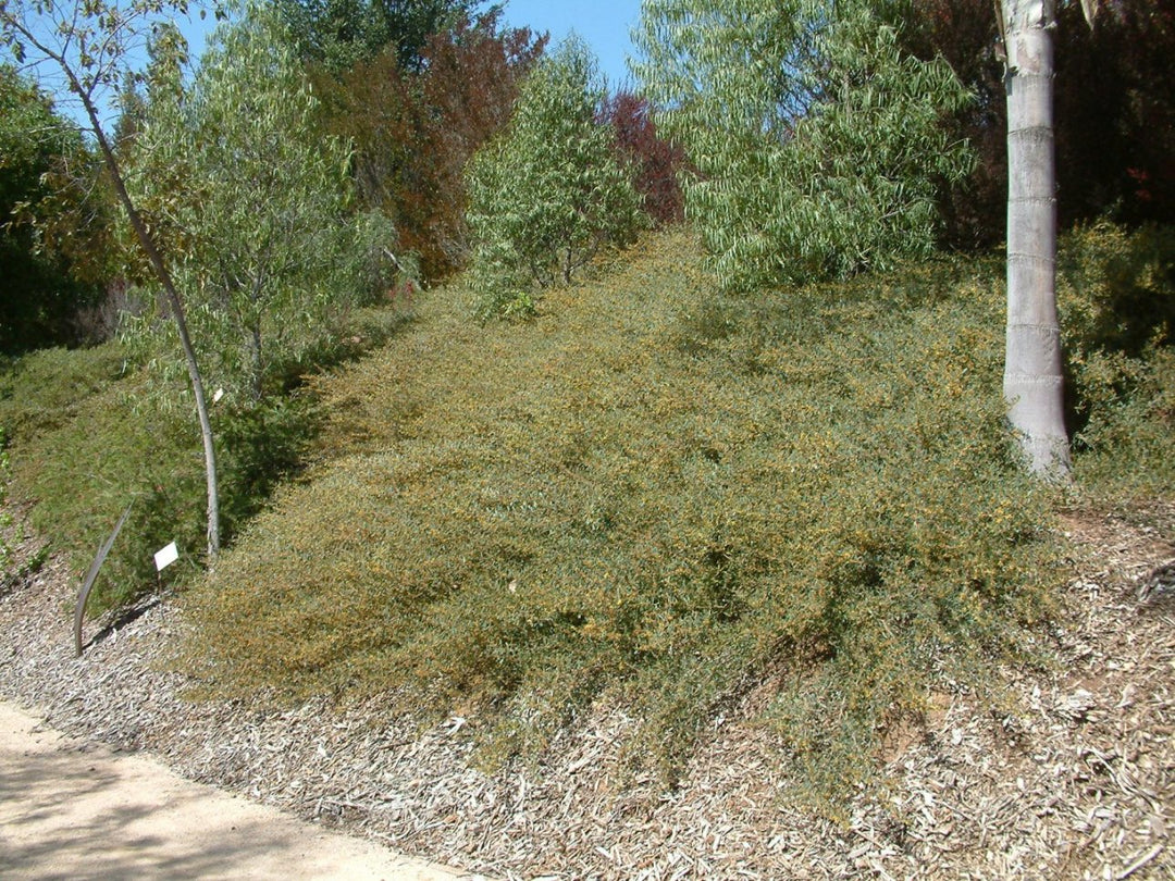 Acacia redolens - 5 Gallon