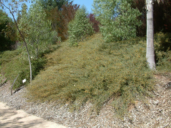Acacia redolens - 5 Gallon