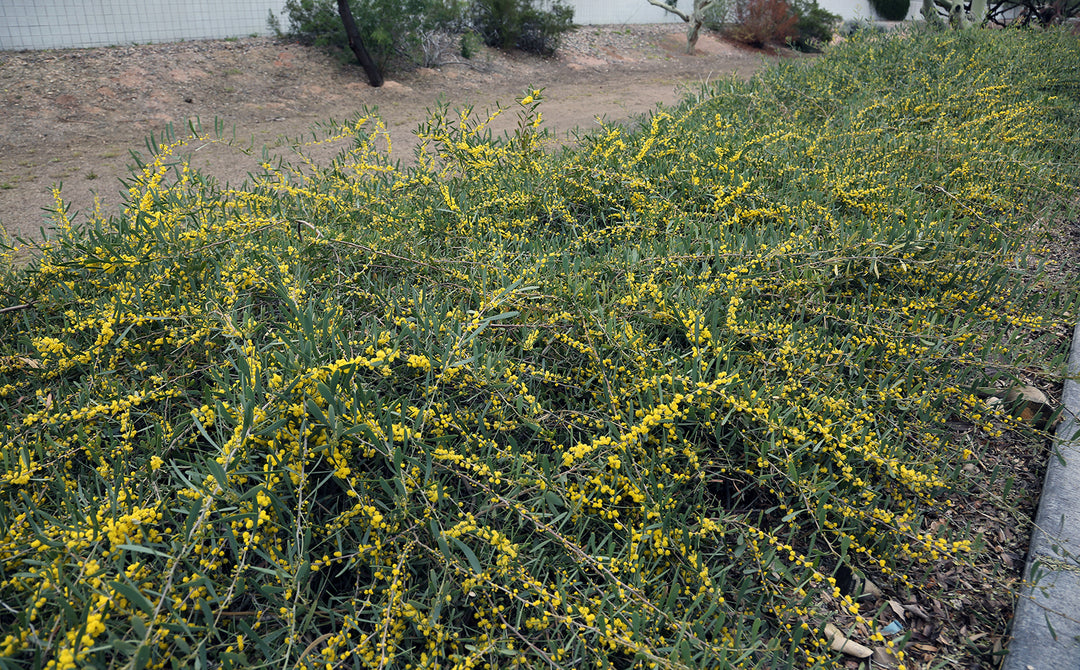 Acacia redolens - 5 Gallon