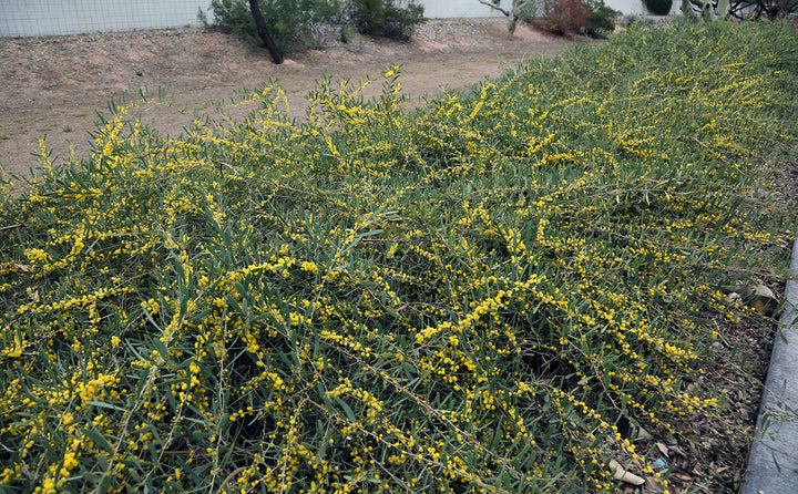 Acacia redolens - 5 Gallon