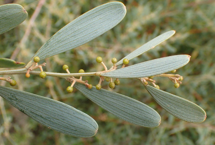 Acacia redolens - 5 Gallon