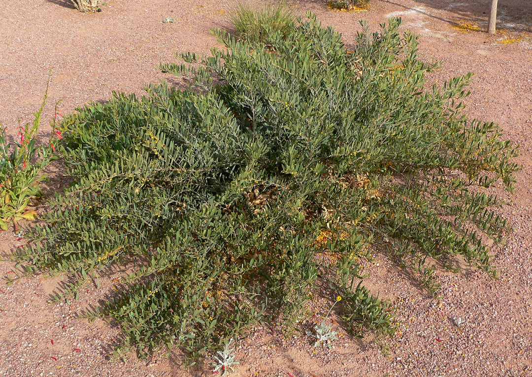 Acacia redolens - 5 Gallon