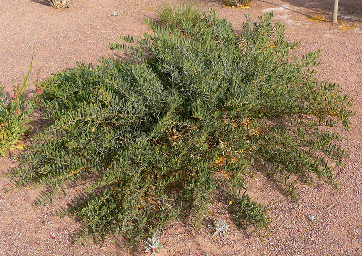 Acacia redolens - 5 Gallon