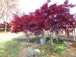  Acer palmatum 'Bloodgood' Japanese Maple 'Bloodgood' - 24" Box 