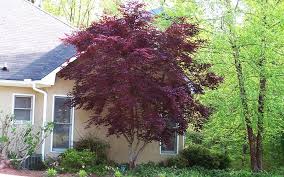  Acer palmatum 'Bloodgood' Japanese Maple 'Bloodgood' - 24" Box 