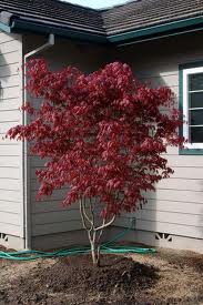  Acer palmatum 'Bloodgood' Japanese Maple 'Bloodgood' - 24" Box 