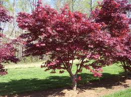  Acer palmatum 'Bloodgood' Japanese Maple 'Bloodgood' - 24" Box 