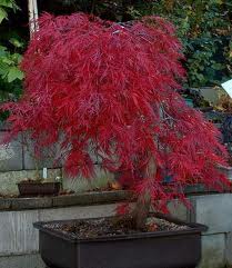 Acer palmatum 'Crimson Queen' Japanese Maple Crimson Queen - 24" Box