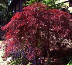 Acer palmatum 'Crimson Queen' Japanese Maple Crimson Queen - 24" Box