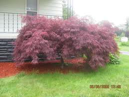 Acer palmatum 'Crimson Queen' Japanese Maple Crimson Queen - 24" Box