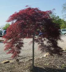 Acer palmatum 'Crimson Queen' Japanese Maple Crimson Queen - 24" Box