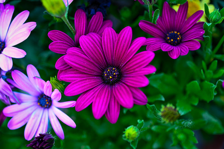 African Daisy Purple - Flat