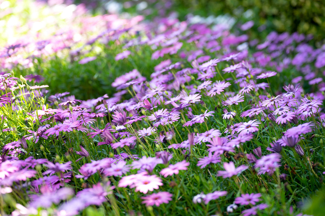 African Daisy Purple - Flat