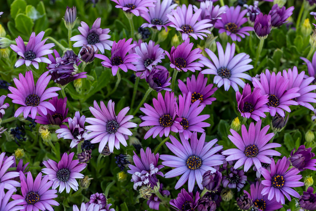 African Daisy Purple - Flat