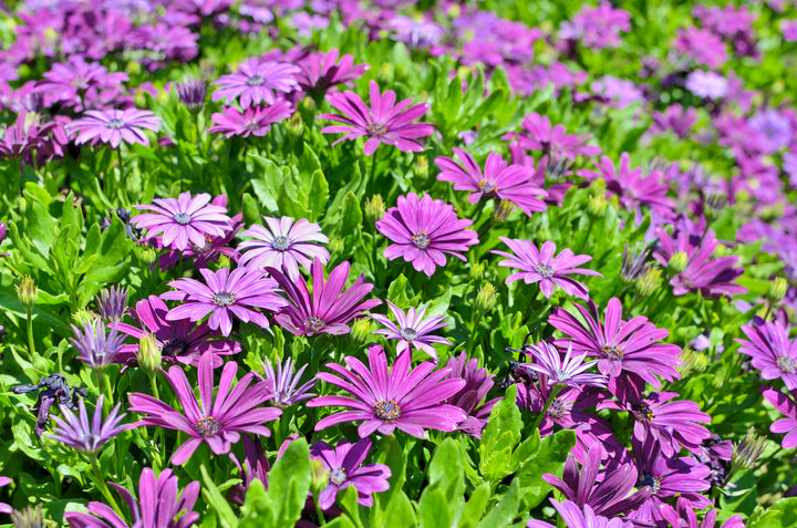 African Daisy Purple - Flat