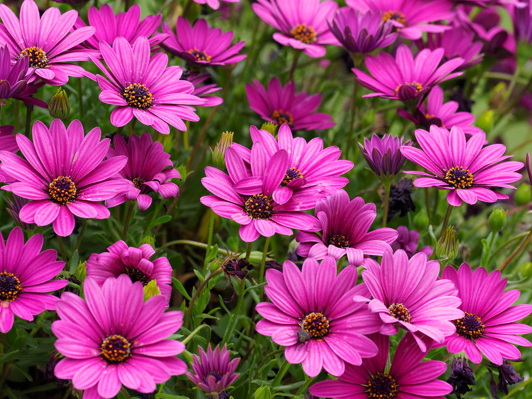 African Daisy Purple - Flat