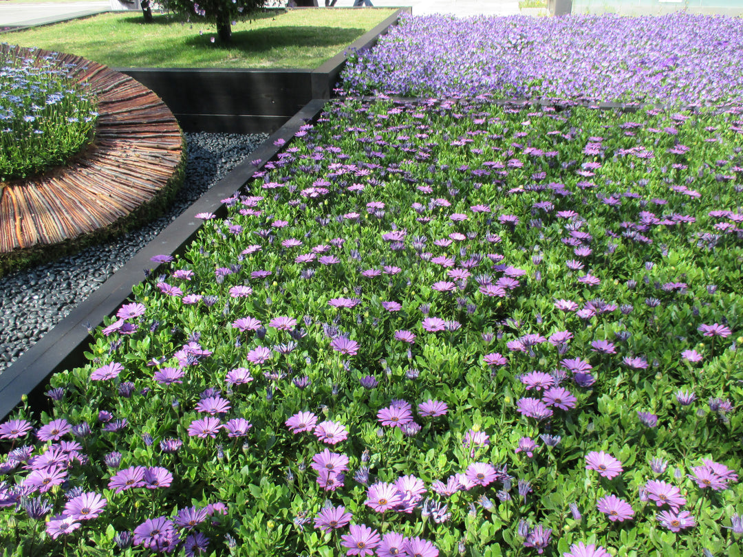 African Daisy Purple - Flat