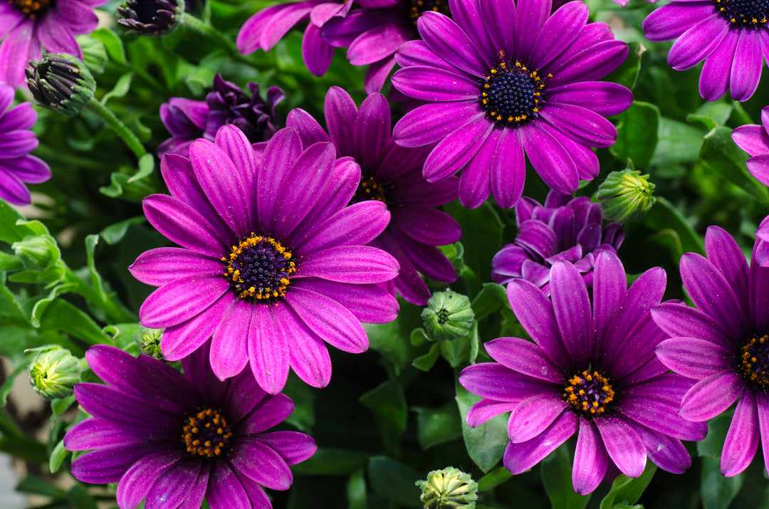 African Daisy Purple - Flat