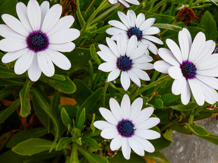 African Daisy White - Flat
