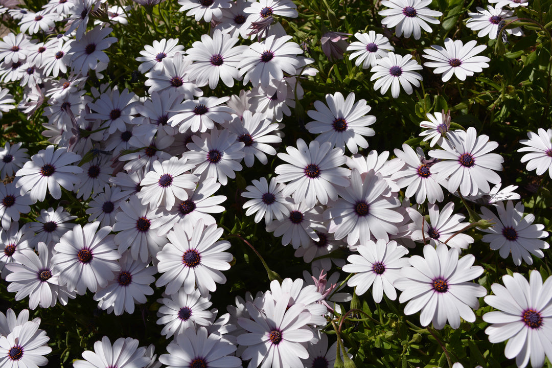 African Daisy White - Flat