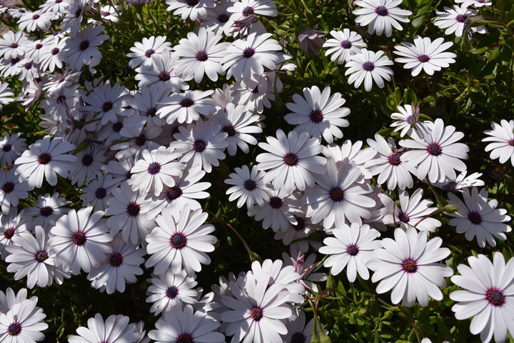 African Daisy White - Flat
