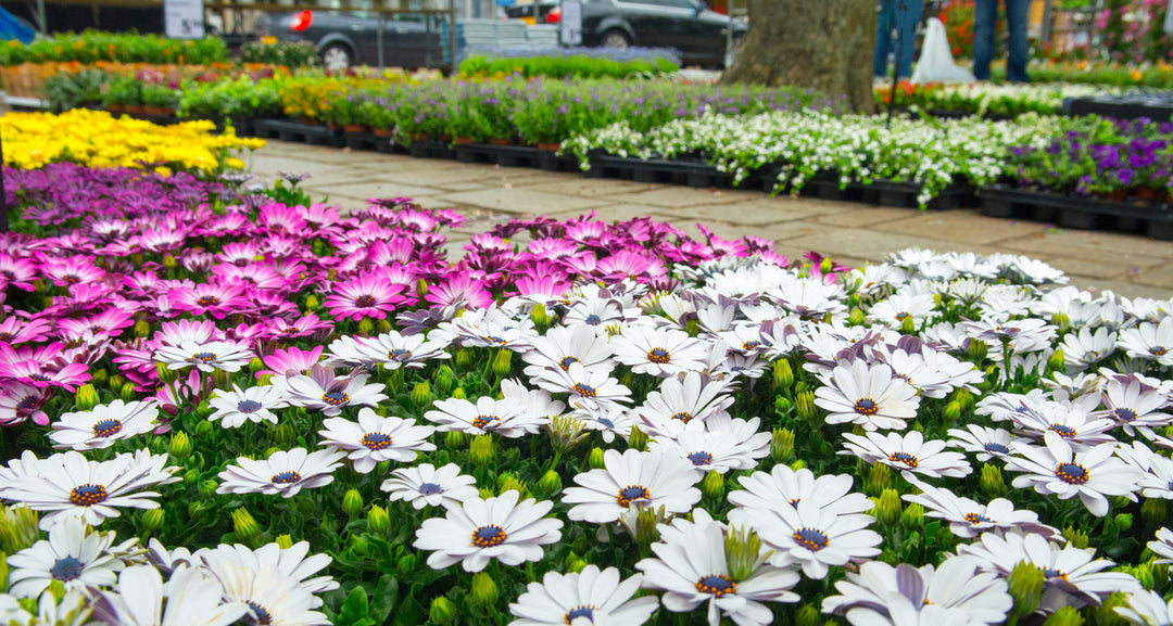African Daisy White - Flat
