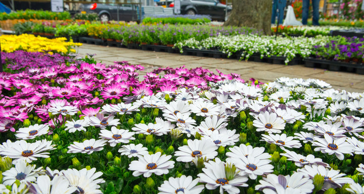 African Daisy White - Flat