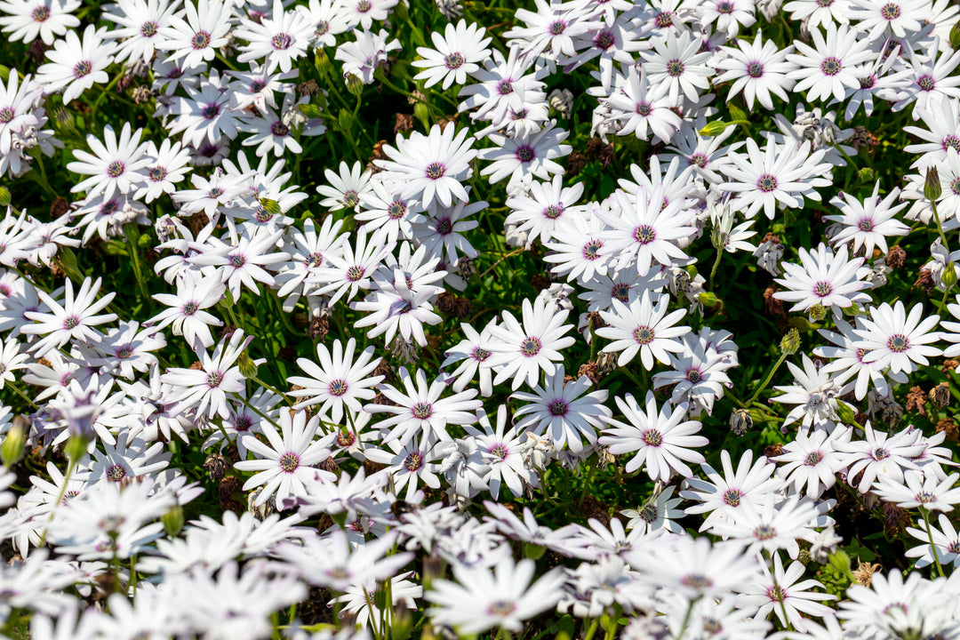 African Daisy White - Flat