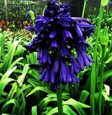 Agapanthus 'Storm Cloud' Large Dark Blue Lily of the Nile- 5 Gallon