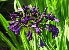 Agapanthus 'Storm Cloud' Large Dark Blue Lily of the Nile- 5 Gallon