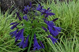 Agapanthus 'Storm Cloud' Large Dark Blue Lily of the Nile- 5 Gallon