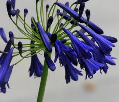 Agapanthus 'Storm Cloud' Large Dark Blue Lily of the Nile- 5 Gallon