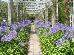 Agapanthus africanus (A. orientalis) Blue Lily of the Nile - 5 Gallon