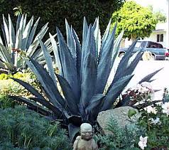 Agave americana Century Plant - 5 Gallon