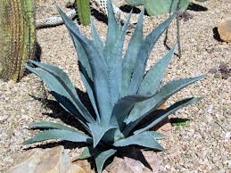 Agave americana Century Plant - 5 Gallon