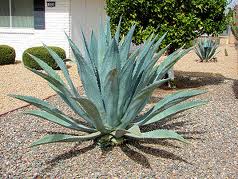 Agave americana Century Plant - 5 Gallon