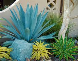 Agave americana Century Plant - 5 Gallon