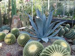 Agave americana Century Plant - 5 Gallon