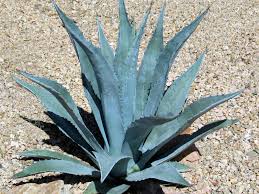 Agave americana Century Plant - 5 Gallon