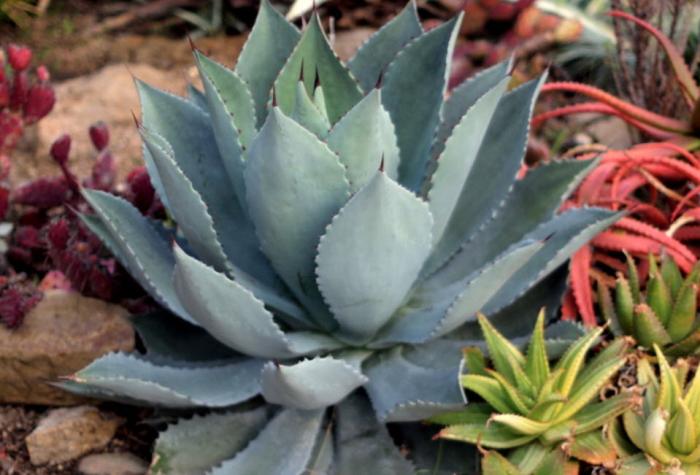 Agave celsii ‘Nova’ - 15 Gallon