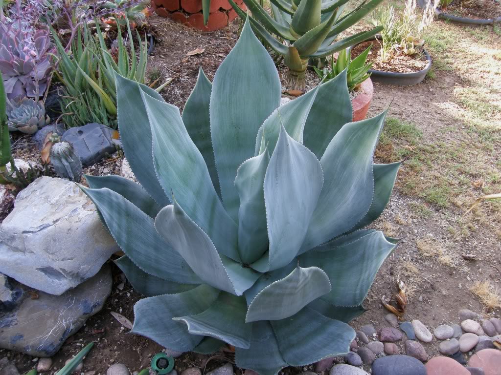 Agave celsii ‘Nova’ - 15 Gallon