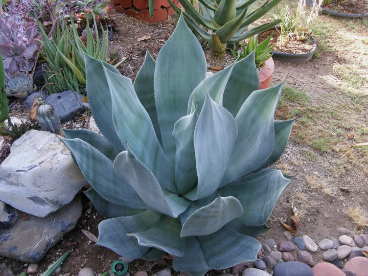Agave celsii ‘Nova’ - 15 Gallon