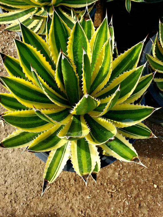Agave Lophanta 'Quadricolor' - 5 Gallon