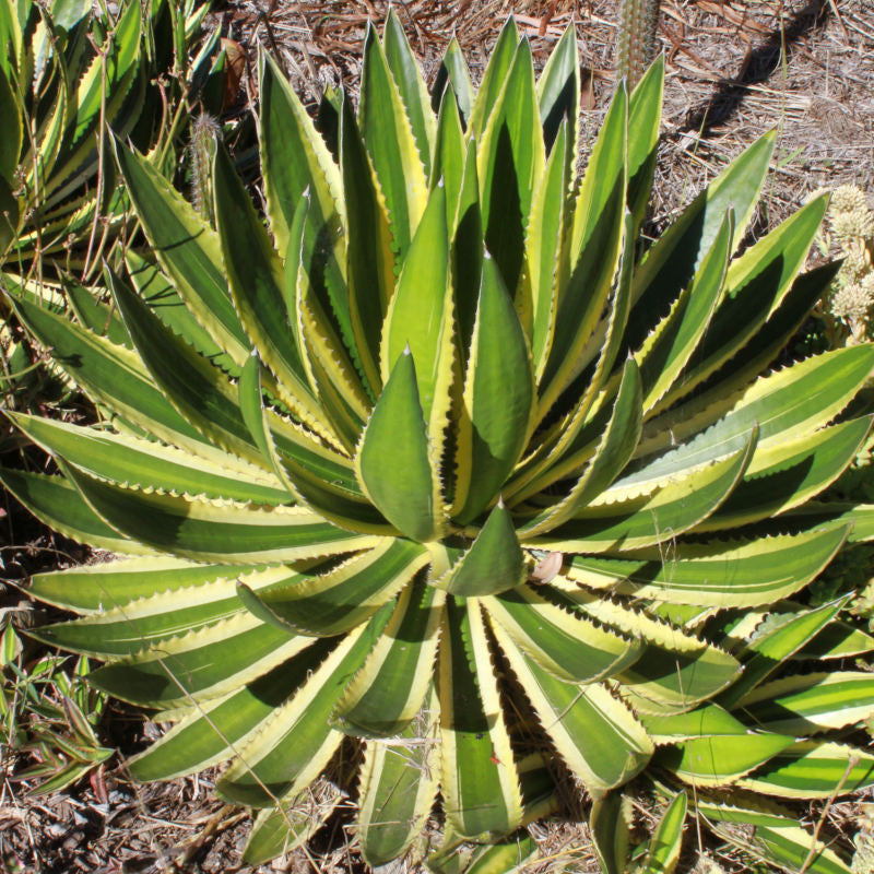 Agave Lophanta 'Quadricolor' - 5 Gallon