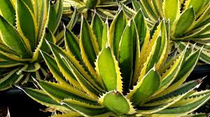 Agave Lophanta 'Quadricolor' - 5 Gallon